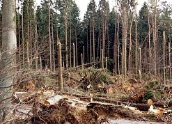 chaos in forest after hurricane 
